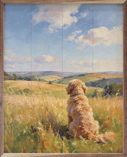 Sunny Day Goldendoodle