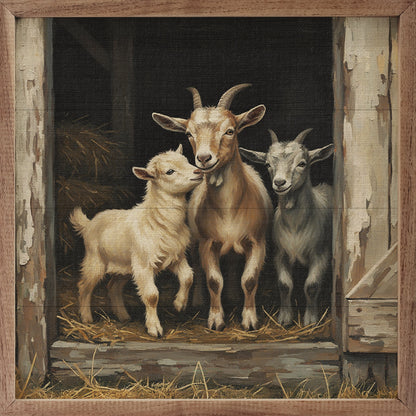 Trio Of Goats In The Barn