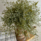 Wispy sage greenery half sphere